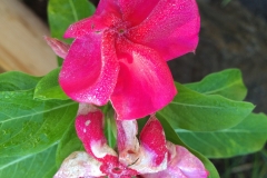 catharanthus-roseus-madagascar-periwinkle-botrytis-blight-of-flowers_16022196449_o