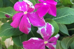 catharanthus-roseus-madagascar-periwinkle-botrytis-blight-of-flowers_16182423276_o