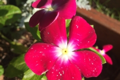 catharanthus-roseus-madagascar-periwinkle-botrytis-blight-of-flowers_16207479072_o