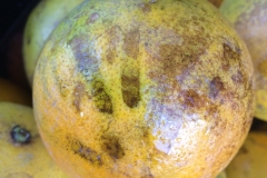 citrus-melanose-tear-stain-symptom_15638145163_o
