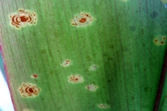 cordyline-terminalis-ringspots-on-leaves_16262661496_o