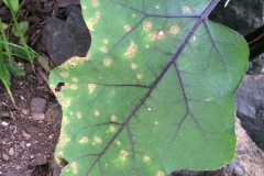 eggplant-cercospora-leaf-spot_15653012413_o