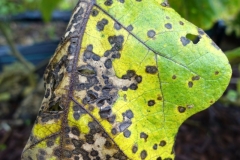 eggplant-cercospora-leaf-spot_15672270964_o