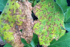eggplant-cercospora-leaf-spot_16070689927_o