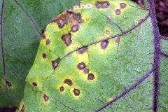 eggplant-cercospora-leaf-spot_16086769339_o