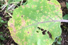 eggplant-cercospora-leaf-spot_16271100211_o