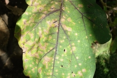 eggplant-cercospora-leaf-spot_16382338531_o