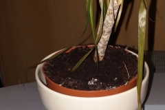 house-plant-root-rot_16365891715_o