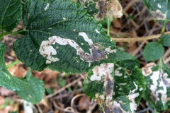 leaf-miners-insects_15775255914_o