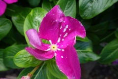madagascar-periwinkle-botrytis-blight-of-flowers_16197804119_o