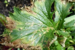 mizuna-lettuce-leaf-spots-and-blight_15662963333_o