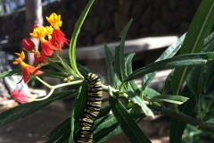 monarch-butterfly-larva-consuming-milkweed_16040686449_o