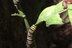 monarch-butterfly-larvae-on-milkweed_16031883168_o
