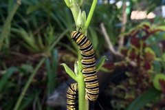 monarch-butterfly-larvae-on-milkweed_16207318312_o