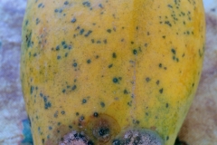 papaya-anthracnose_15652402234_o