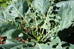 pieris-rapae-cabbage-white-larvae-and-feeding-injury-to-crucifer_16219288137_o