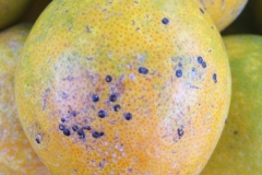 scale-insects-on-sweet-orange-fruit_15638163943_o
