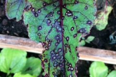 sugar-beet-cercospora-leaf-spot_16070408607_o
