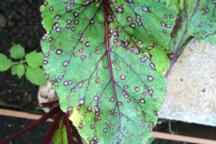 sugar-beet-cercospora-leaf-spot_16256247925_o