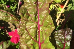 swiss-chard-cercospora-leaf-spot_16208270815_o