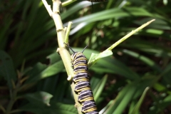 the-monarch-butterfly-danaus-plexippus-larvae_16021637630_o