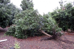 toppled-macadamia-tree-in-kainaliu-hawaii_16200289715_o