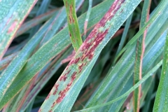 west-indian-lemongrass-cymbopogon-citratus-rust_16070326249_o