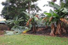 wind-damage-to-crops-during-recent-storm-in-kainaliu-hawaii_16020146530_o