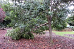 wind-damage-to-crops-during-recent-storm-in-kainaliu-hawaii_16020146580_o