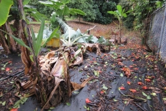 wind-damage-to-crops-during-recent-storm-in-kainaliu-hawaii_16207492645_o