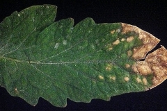 anthracnose-of-tomato-leaves-caused-by-colletotrichum-coccodes_15134067418_o