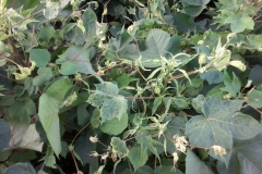 cotton-gossypium-hirsutum-deformed-foliage_14969093149_o