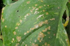 epipremnum-aureum-golden-pothos-algal-leaf-spot-caused-by-cephaleuros-sp_29015905827_o