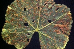 mallow-rust-on-malva-rotundifolia-roundleaf-mallow-caused-by-puccinia-malvacearum_15006348507_o