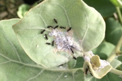 ants-tend-and-protect-mealybugs-and-other-sap-feeding-insects-in-order-to-feed-on-the-honeydew-excreted-by-these-insects_14601553820_o