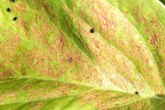 beach-morning-glory-damage-caused-by-the-sweetpotato-flea-beetles_14607539386_o