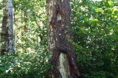 bear-injury-to-tree-stem-in-oregon_14367654029_o