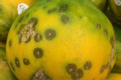 black-spot-of-papaya_14350551227_o