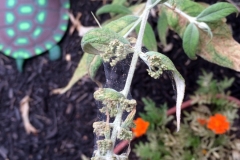 butterfly-bush-buddleja-davidii-feeding-injury-from-spider-mites_14736467305_o