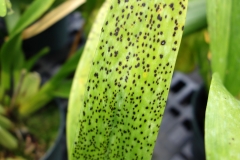 oncidium-orchid-leaf-spot-unknown-etiology_14557910828_o