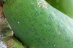 papaya-carica-papaya-ringspot-cuased-by-papaya-ringspot-virus-prsv_14493900407_o
