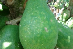 papaya-ringspot-caused-by-papaya-ringspot-virus-prsv_14913447659_o