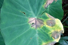 phytophthora-leaf-blight-of-taro-colocasia-esculenta_14810312021_o