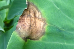 phytophthora-leaf-blight-of-taro-colocasia-esculenta_14833256493_o
