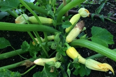 summer-squash-prob-damage-by-the-pickleworm-diaphania-nitidalis_14727145201_o