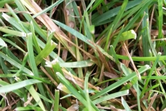 turfgrass-fungal-disease-poss-brown-patch_14746739681_o