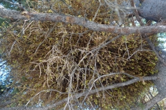 witches-broom-rust-chrysomysa-arctostaphyli-of-spruce_14222111759_o