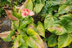 anthurium-sun-scald-of-leaves_42234149655_o