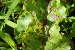 beet-beta-vulgaris-cercospora-leaf-spot_42499880211_o