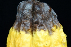 cacao-theobroma-cacao-black-pod-rot_41212741020_o